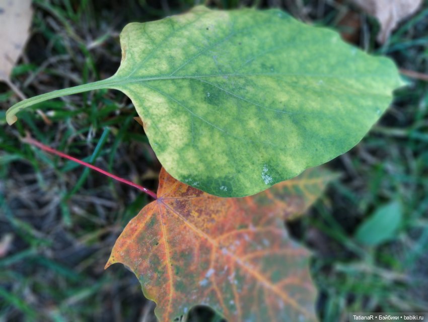 Яна и Богдана Miroxdolls, и их подружка Минуш Ванесса. Самая спонтанная фотосессия моих кукол