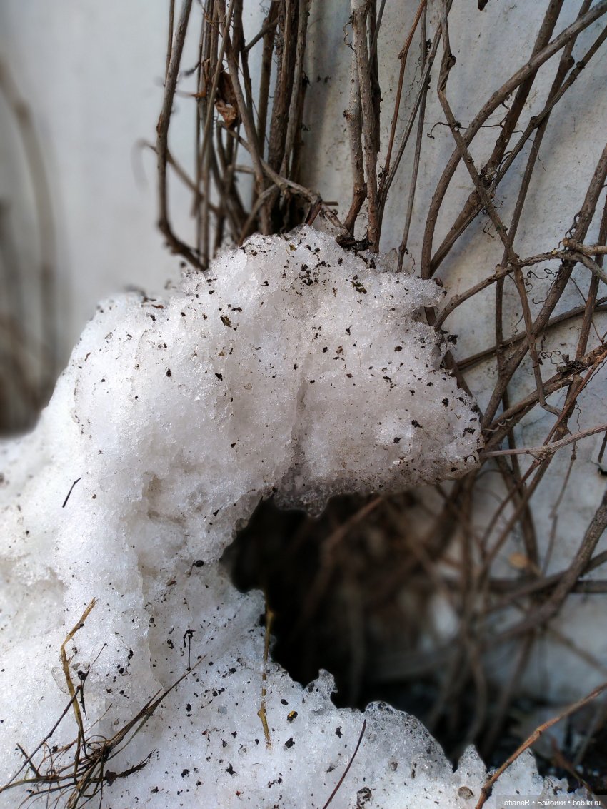 Размышления о моих Миях и их Мийские истории