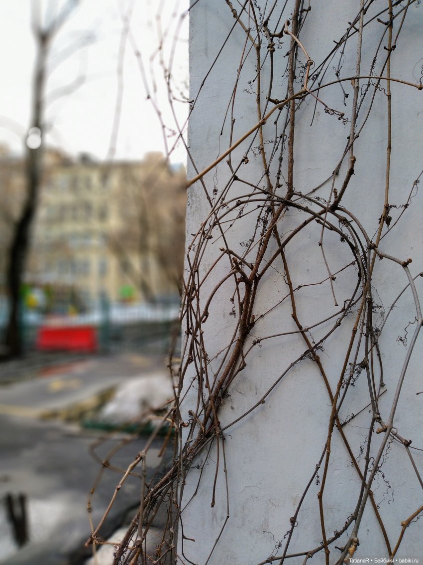 Размышления о моих Миях и их Мийские истории