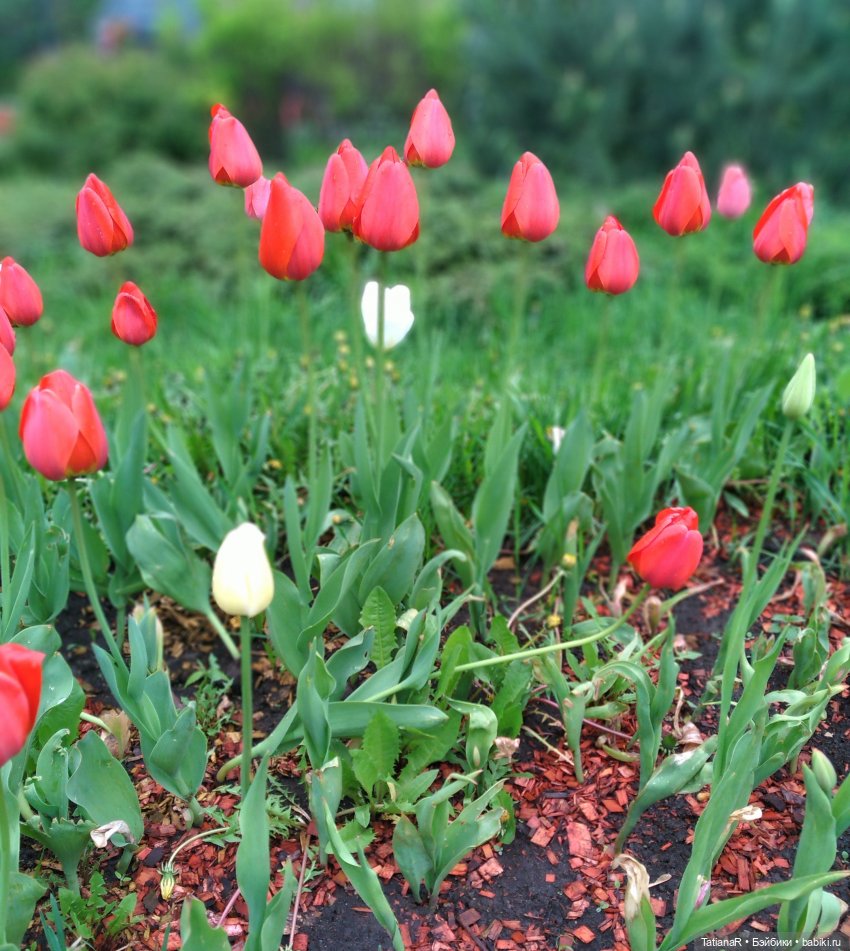 О, Соня Миа — Куклы Nines d'Onil (Нинес): Миа (Mia) (фото 3)