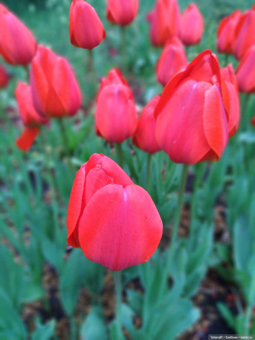 О, Соня Миа — Куклы Nines d'Onil (Нинес): Миа (Mia) (фото 6)