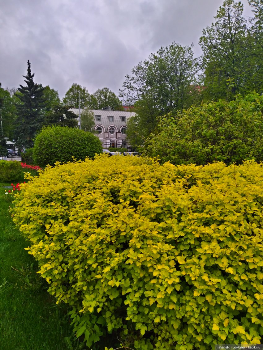 О, Соня Миа — Куклы Nines d'Onil (Нинес): Миа (Mia) (фото 7)