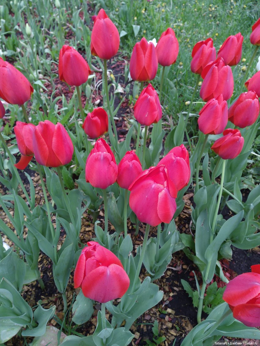 О, Соня Миа — Куклы Nines d'Onil (Нинес): Миа (Mia)