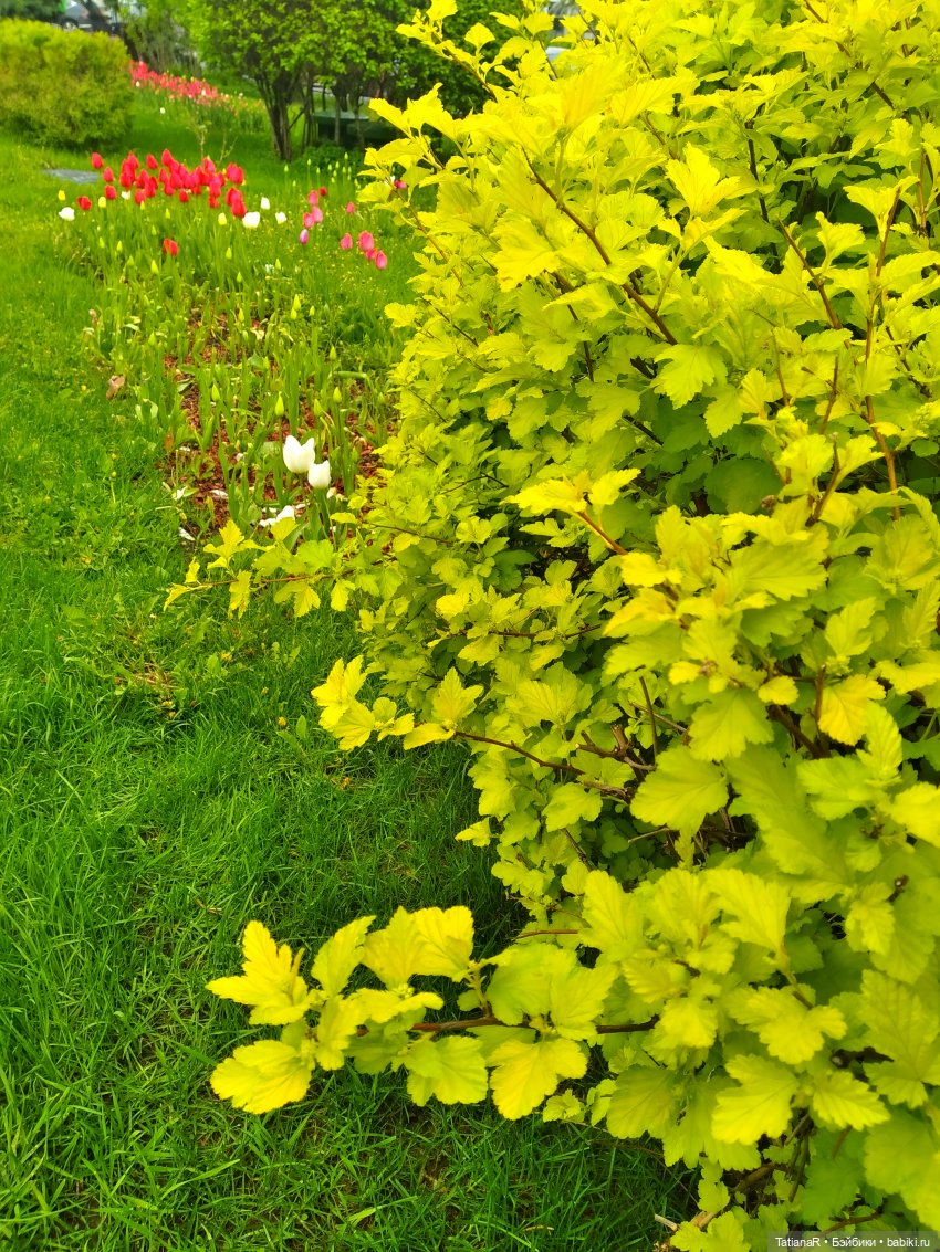 О, Соня Миа — Куклы Nines d'Onil (Нинес): Миа (Mia) (фото 8)