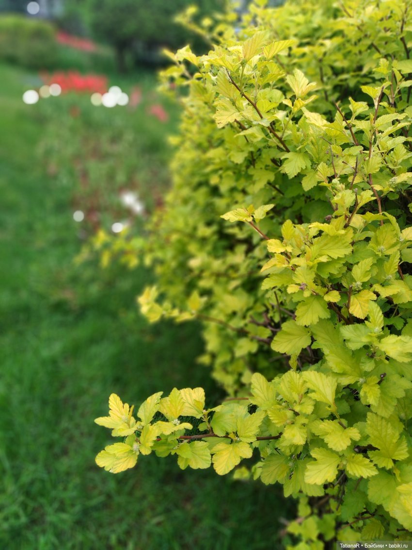 О, Соня Миа — Куклы Nines d'Onil (Нинес): Миа (Mia)