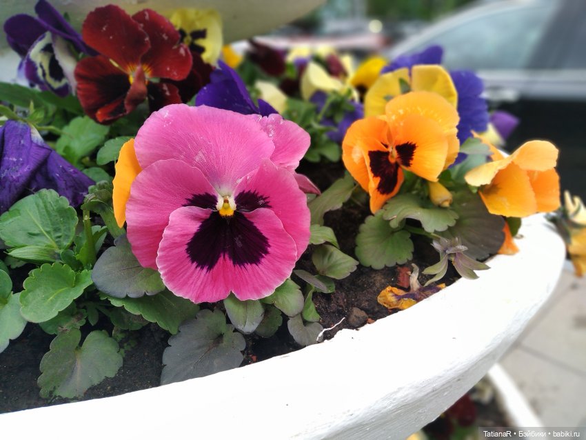 О, Соня Миа — Куклы Nines d'Onil (Нинес): Миа (Mia)