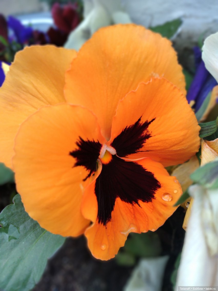 О, Соня Миа — Куклы Nines d'Onil (Нинес): Миа (Mia)