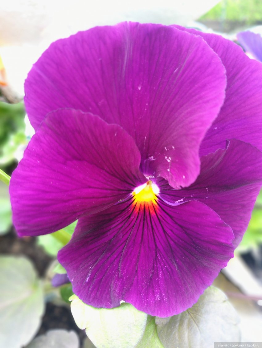 О, Соня Миа — Куклы Nines d'Onil (Нинес): Миа (Mia)