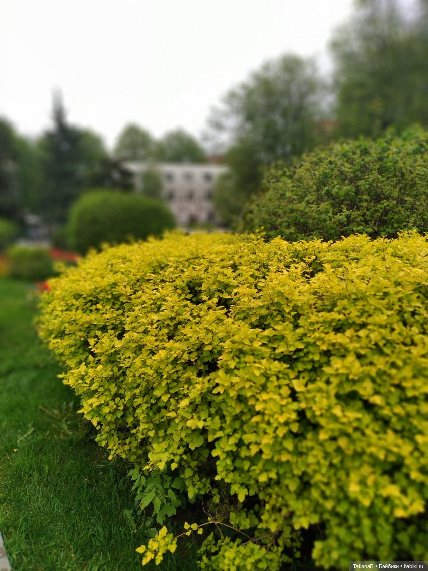 О, Соня Миа — Куклы Nines d'Onil (Нинес): Миа (Mia)