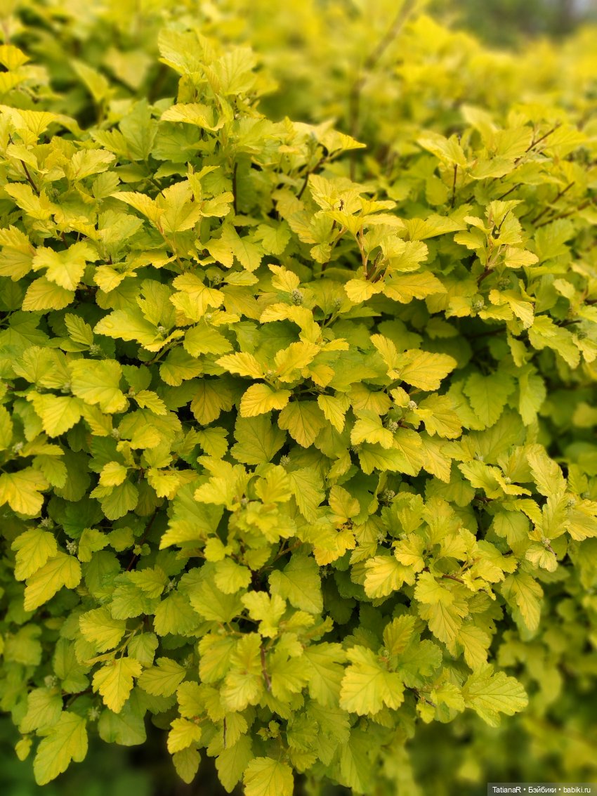 О, Соня Миа — Куклы Nines d'Onil (Нинес): Миа (Mia)