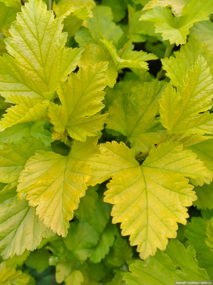 О, Соня Миа — Куклы Nines d'Onil (Нинес): Миа (Mia)