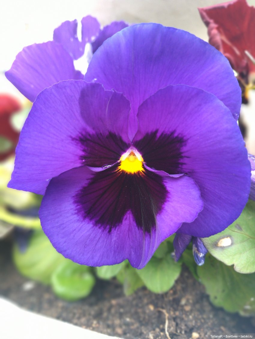 О, Соня Миа — Куклы Nines d'Onil (Нинес): Миа (Mia)