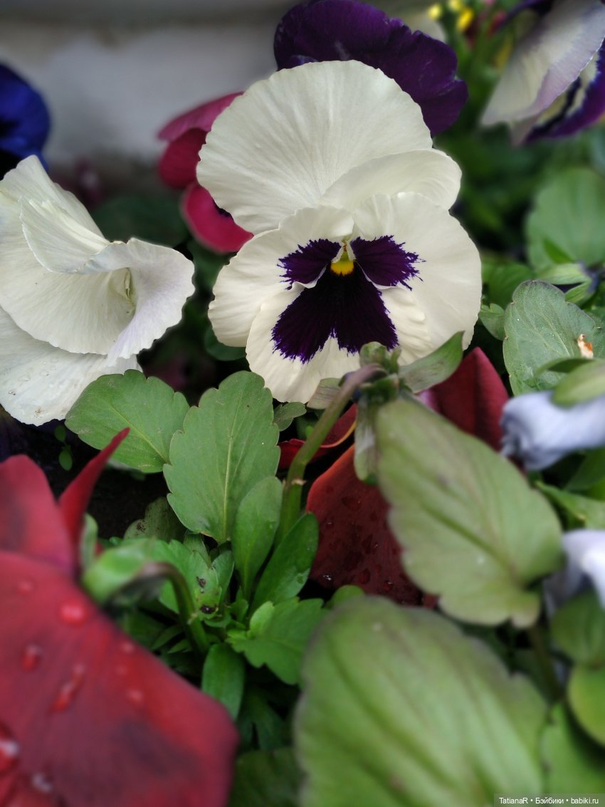 О, Соня Миа — Куклы Nines d'Onil (Нинес): Миа (Mia)