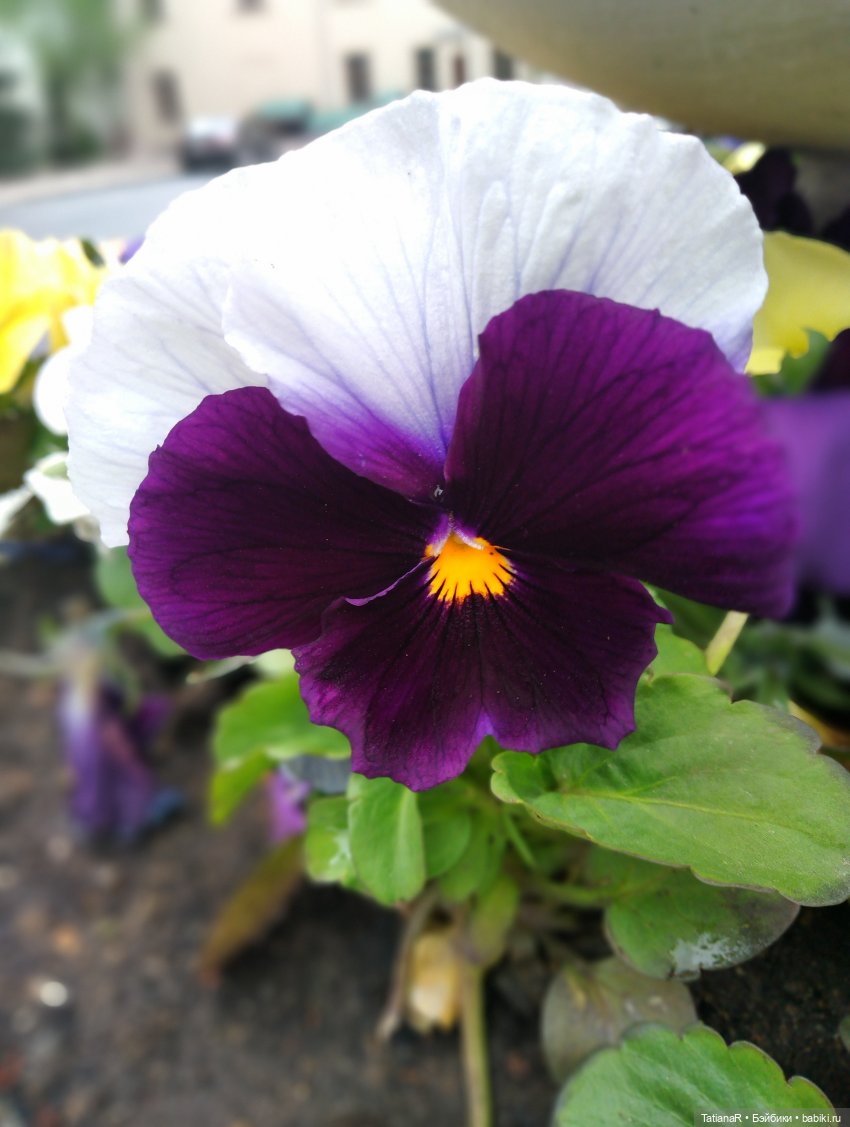 О, Соня Миа — Куклы Nines d'Onil (Нинес): Миа (Mia)