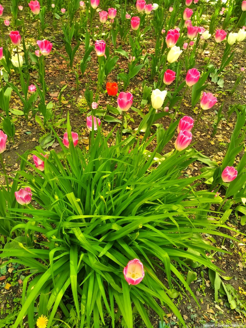 Таня и Яна в стране Великанов или Как надо правильно бояться. Авторские куклы БЖД Оксаны Мироновой