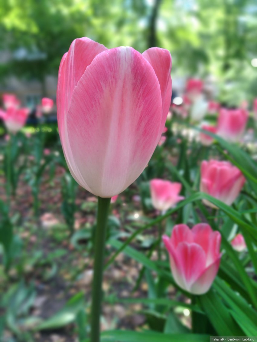 Таня и Яна в стране Великанов или Как надо правильно бояться. Авторские куклы БЖД Оксаны Мироновой