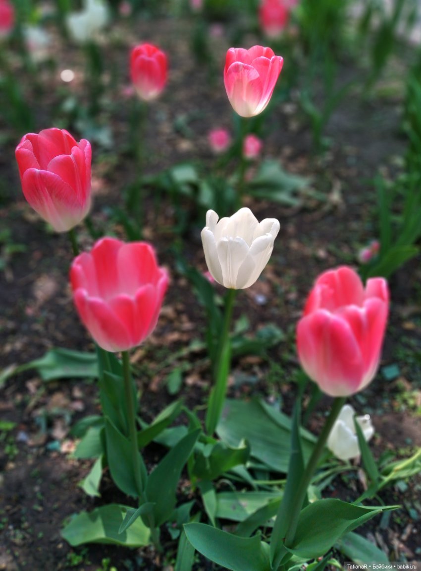 Таня и Яна в стране Великанов или Как надо правильно бояться. Авторские куклы БЖД Оксаны Мироновой