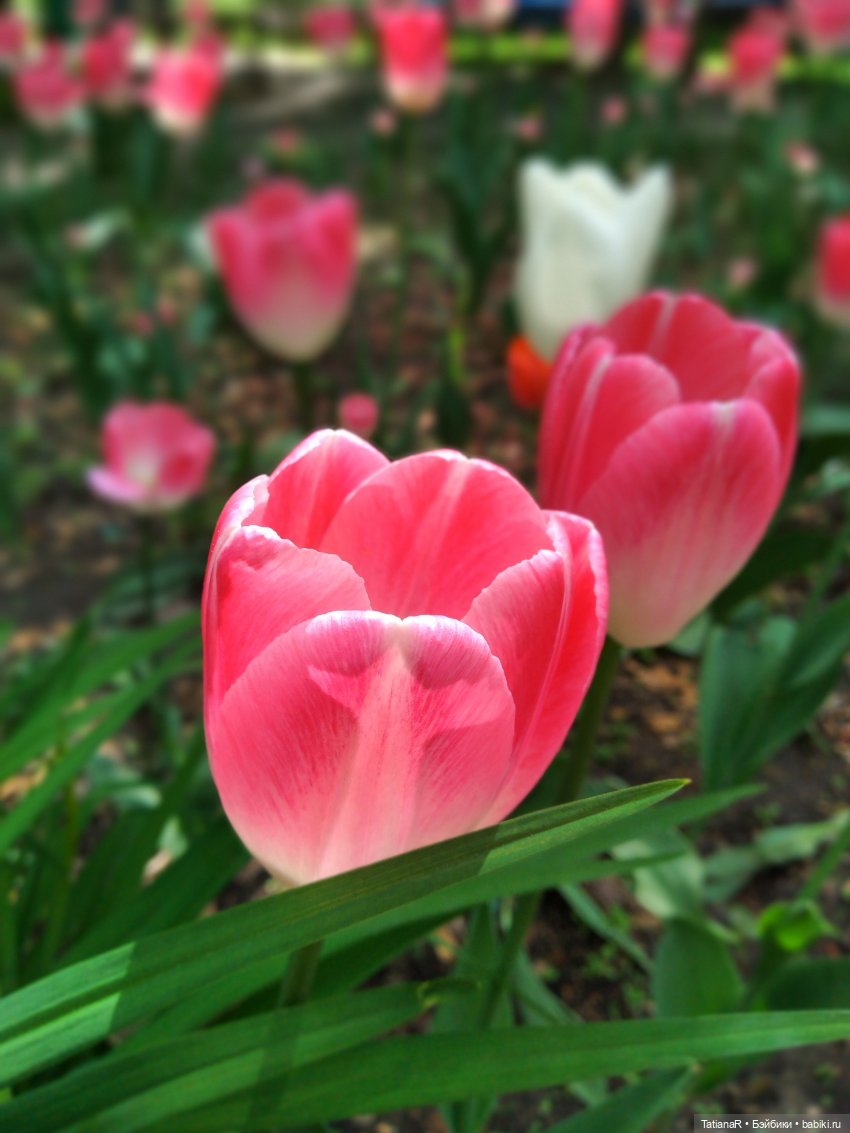 Таня и Яна в стране Великанов или Как надо правильно бояться. Авторские куклы БЖД Оксаны Мироновой