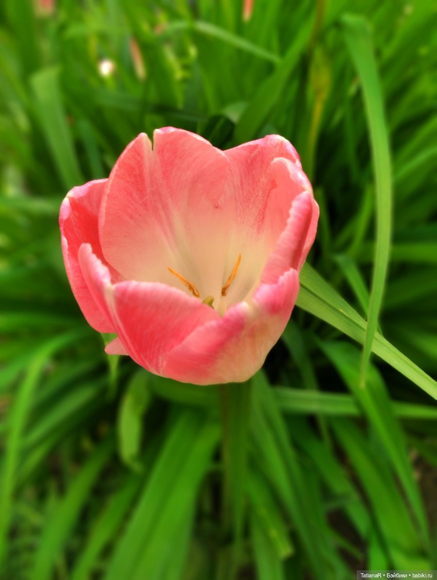 Таня и Яна в стране Великанов или Как надо правильно бояться. Авторские куклы БЖД Оксаны Мироновой