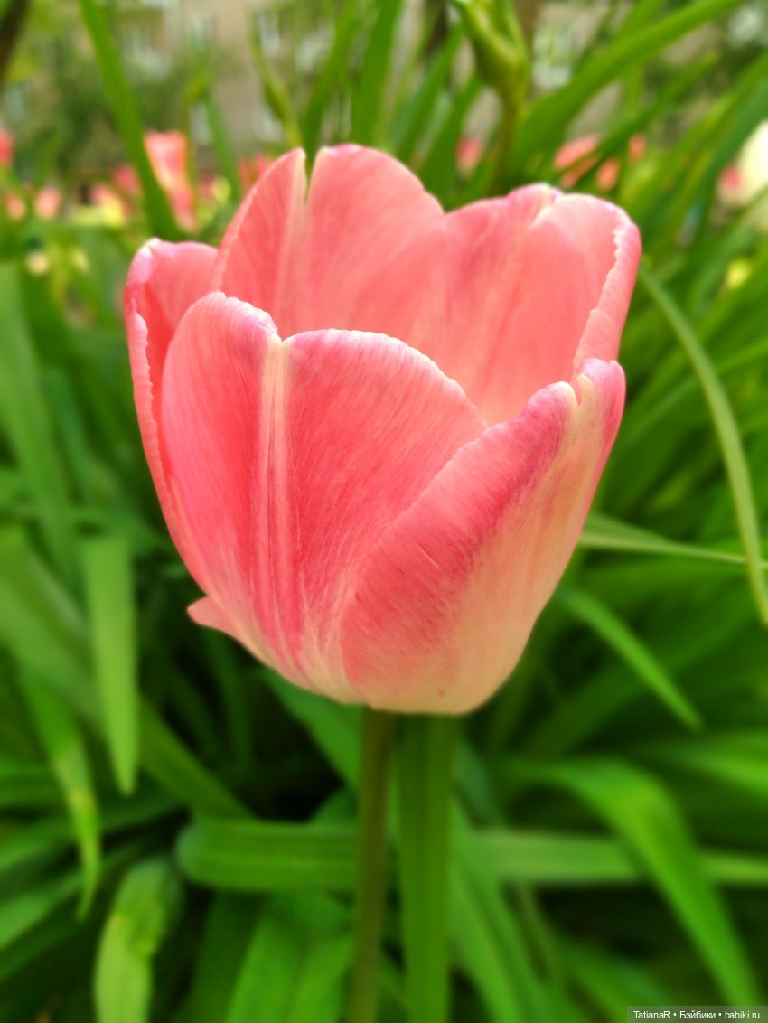 Таня и Яна в стране Великанов или Как надо правильно бояться. Авторские куклы БЖД Оксаны Мироновой