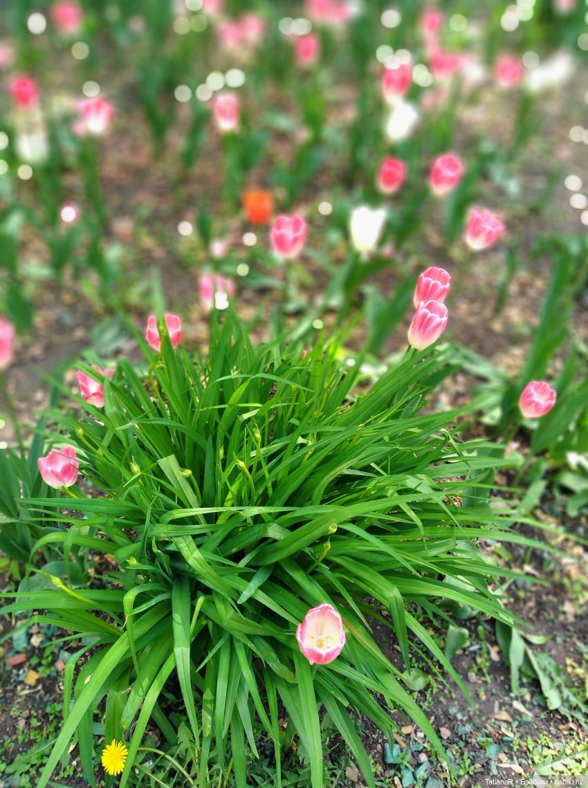 Таня и Яна в стране Великанов или Как надо правильно бояться. Авторские куклы БЖД Оксаны Мироновой