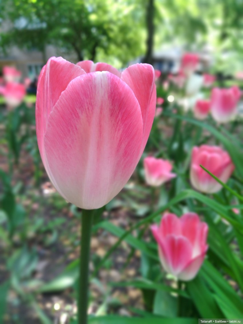 Таня и Яна в стране Великанов или Как надо правильно бояться. Авторские куклы БЖД Оксаны Мироновой