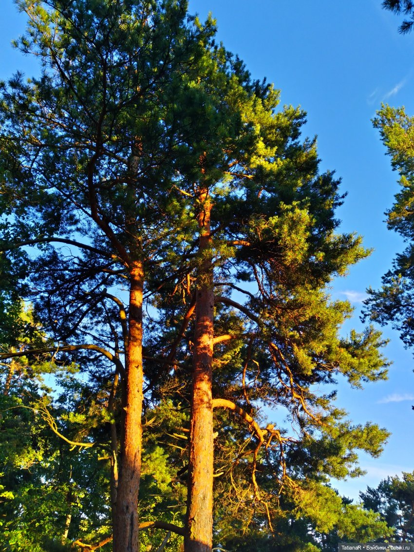 Две сестры. Вихтели Rosemarie Anna Muller | Бэйбики Две сестры. Вихтели Rosemarie Anna Muller