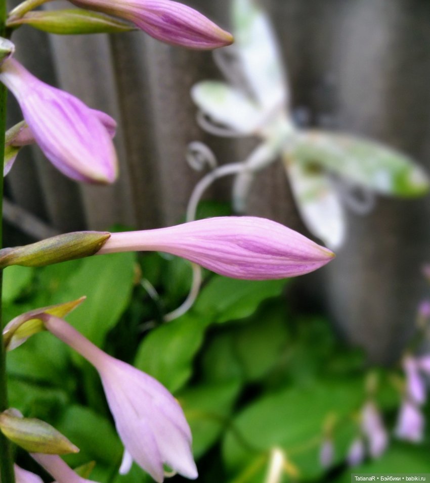 Две сестры. Вихтели Rosemarie Anna Muller | Бэйбики Две сестры. Вихтели Rosemarie Anna Muller