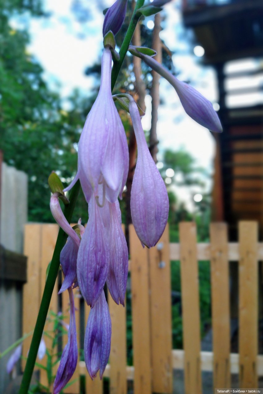 Две сестры. Вихтели Rosemarie Anna Muller | Бэйбики Две сестры. Вихтели Rosemarie Anna Muller