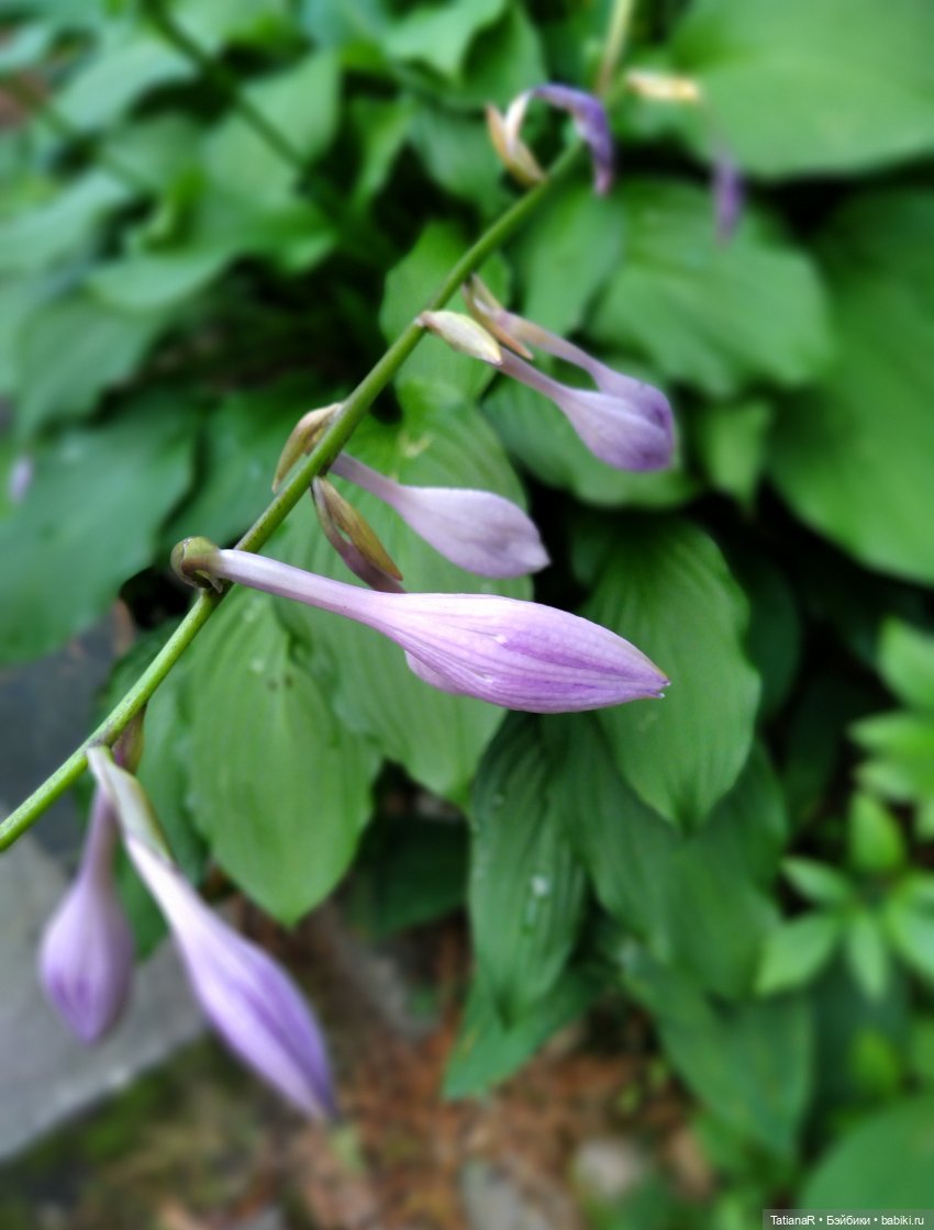 Две сестры. Вихтели Rosemarie Anna Muller | Бэйбики Две сестры. Вихтели Rosemarie Anna Muller