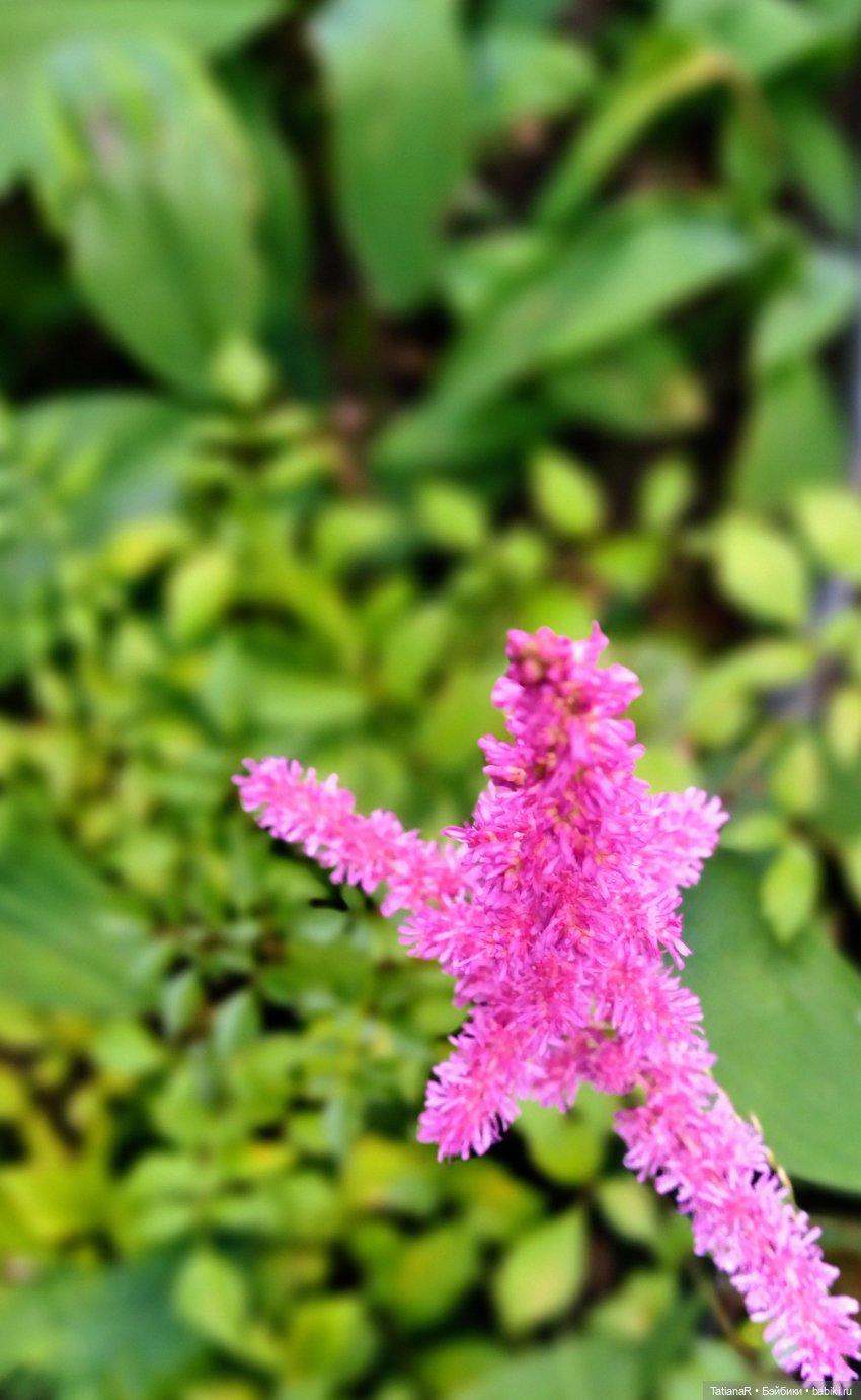 Две сестры. Вихтели Rosemarie Anna Muller | Бэйбики Две сестры. Вихтели Rosemarie Anna Muller