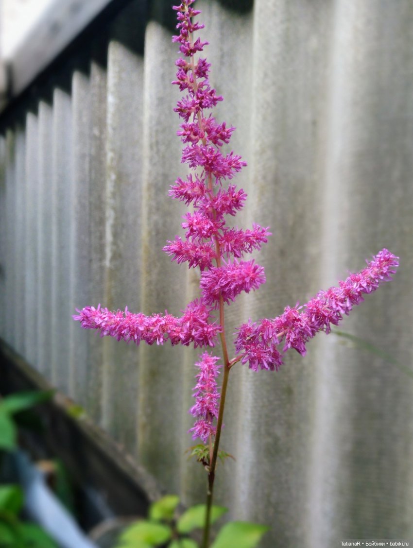 Две сестры. Вихтели Rosemarie Anna Muller | Бэйбики Две сестры. Вихтели Rosemarie Anna Muller