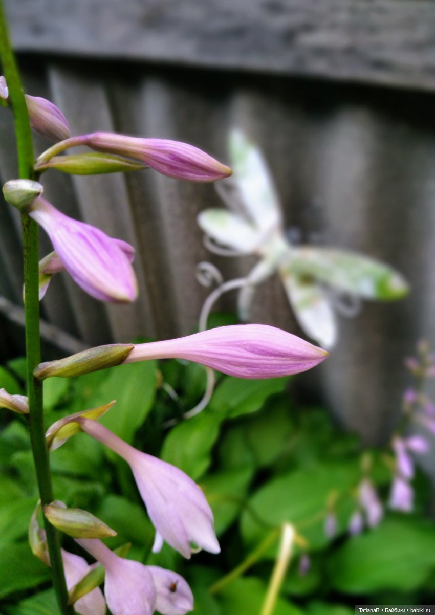 Две сестры. Вихтели Rosemarie Anna Muller | Бэйбики Две сестры. Вихтели Rosemarie Anna Muller