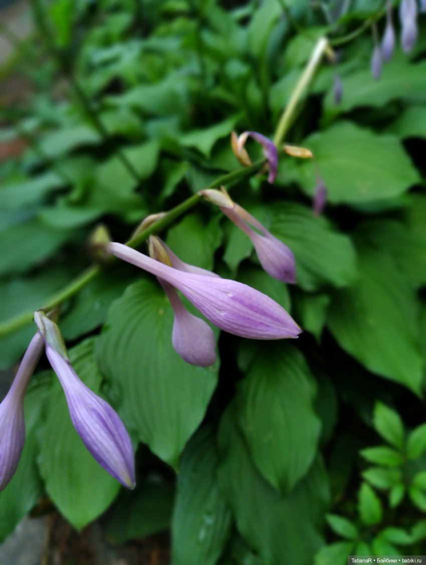 Две сестры. Вихтели Rosemarie Anna Muller | Бэйбики Две сестры. Вихтели Rosemarie Anna Muller