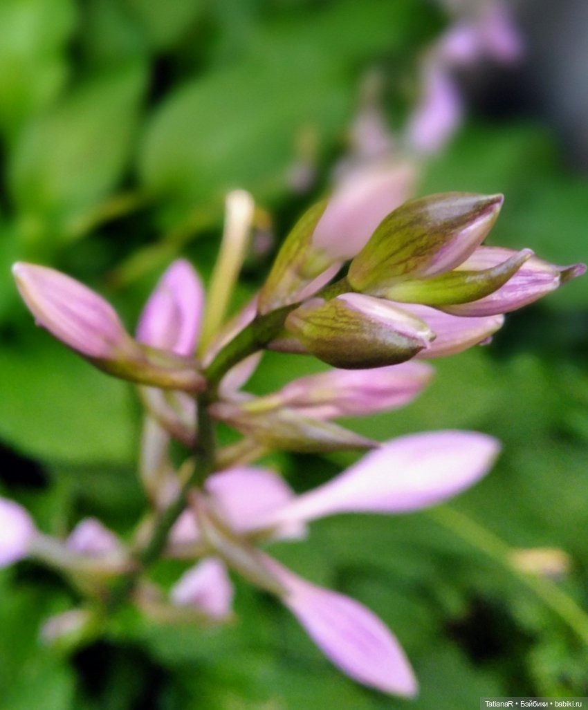 Две сестры. Вихтели Rosemarie Anna Muller | Бэйбики Две сестры. Вихтели Rosemarie Anna Muller