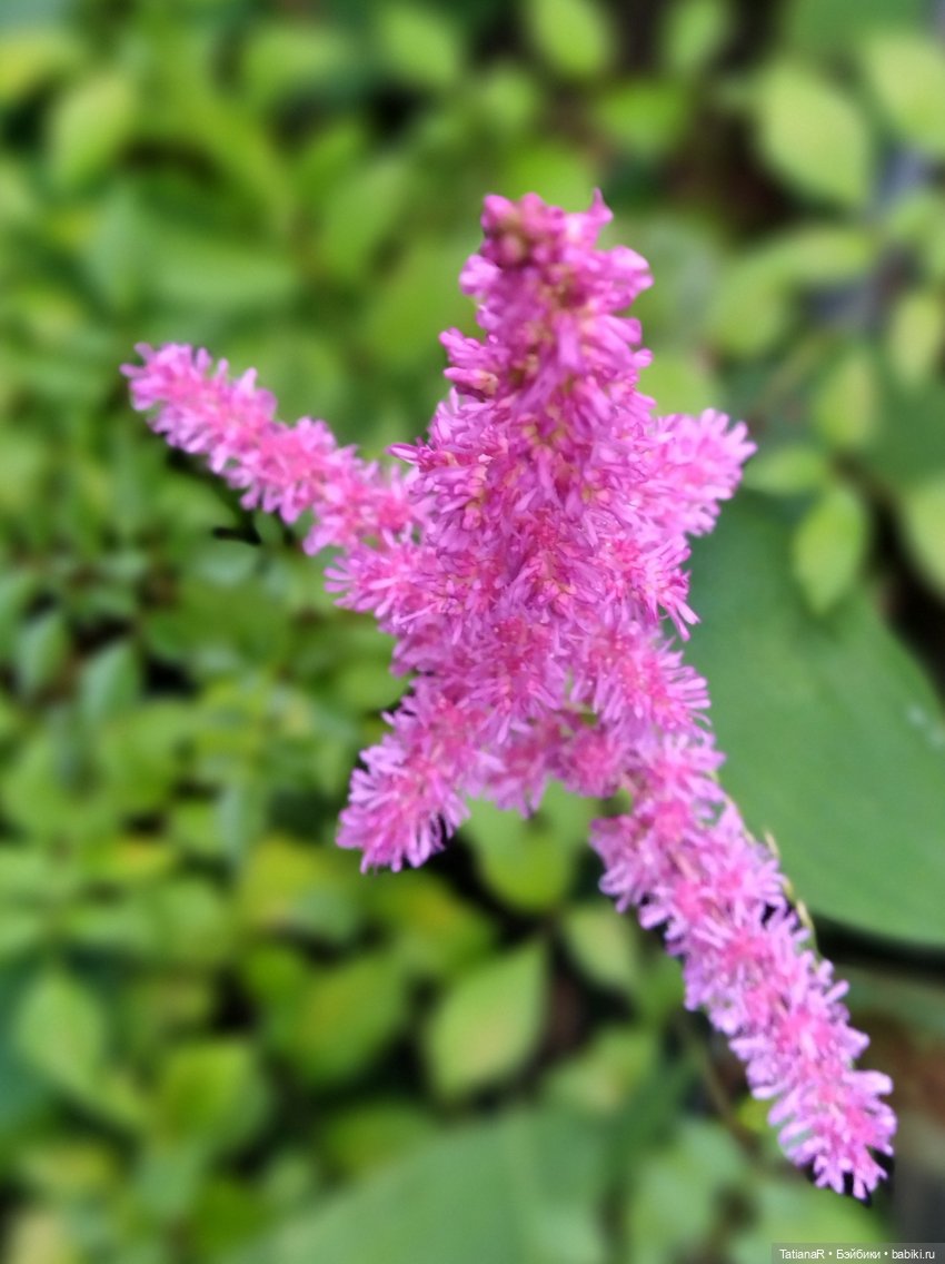 Две сестры. Вихтели Rosemarie Anna Muller | Бэйбики Две сестры. Вихтели Rosemarie Anna Muller