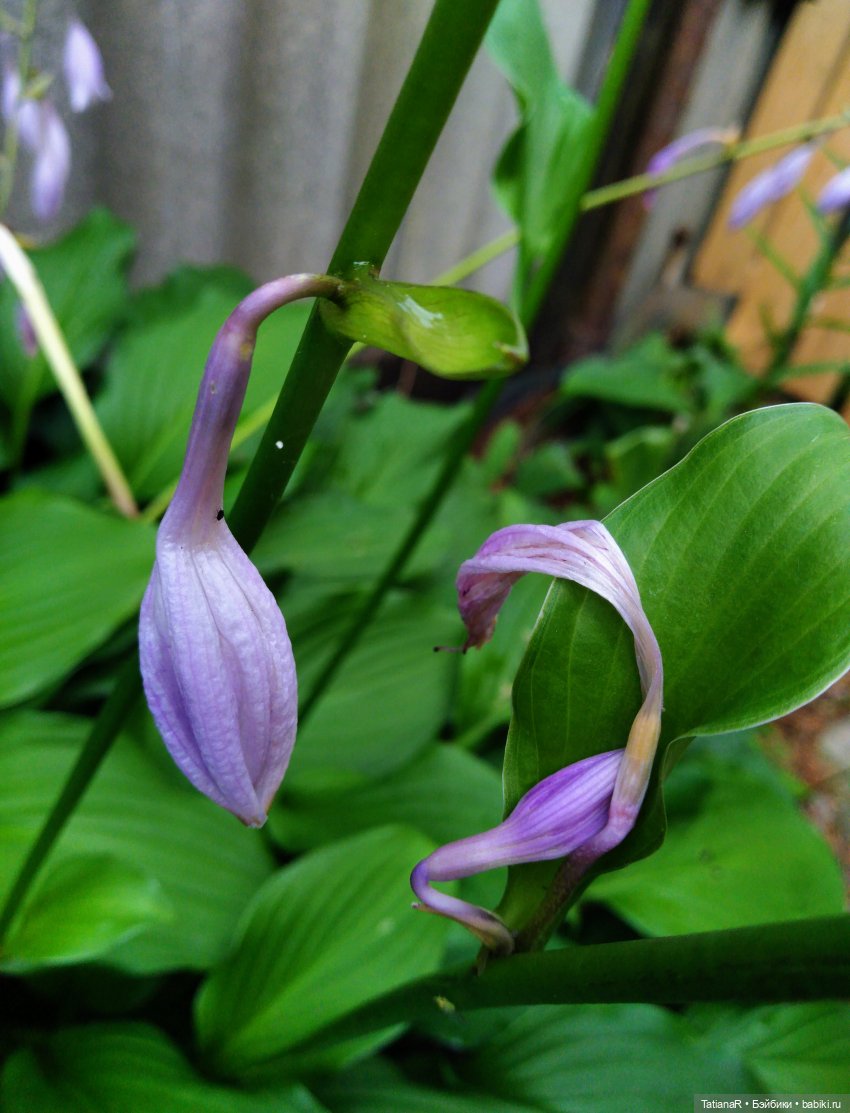 Две сестры. Вихтели Rosemarie Anna Muller | Бэйбики Две сестры. Вихтели Rosemarie Anna Muller