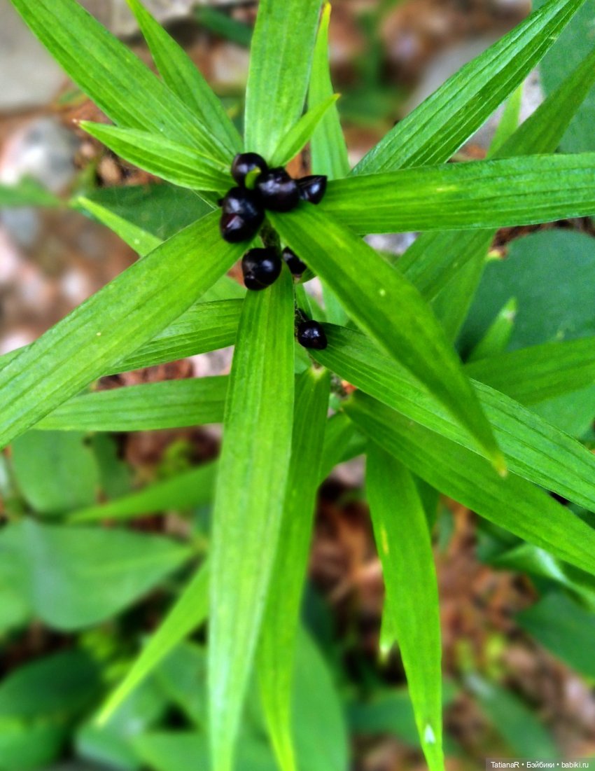 Две сестры. Вихтели Rosemarie Anna Muller | Бэйбики Две сестры. Вихтели Rosemarie Anna Muller