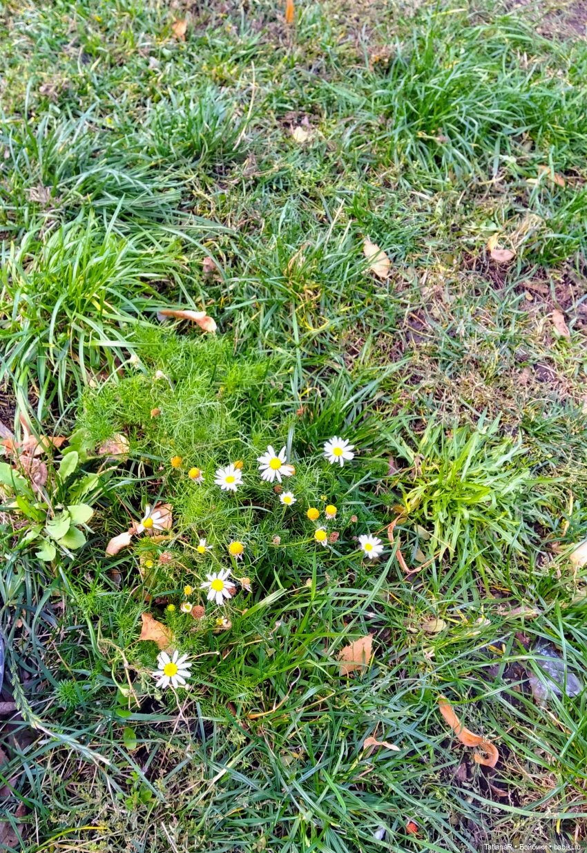 Нася и Медведь — Куклы Marina & Pau (Марина Пау): испанские пупсы и малыши