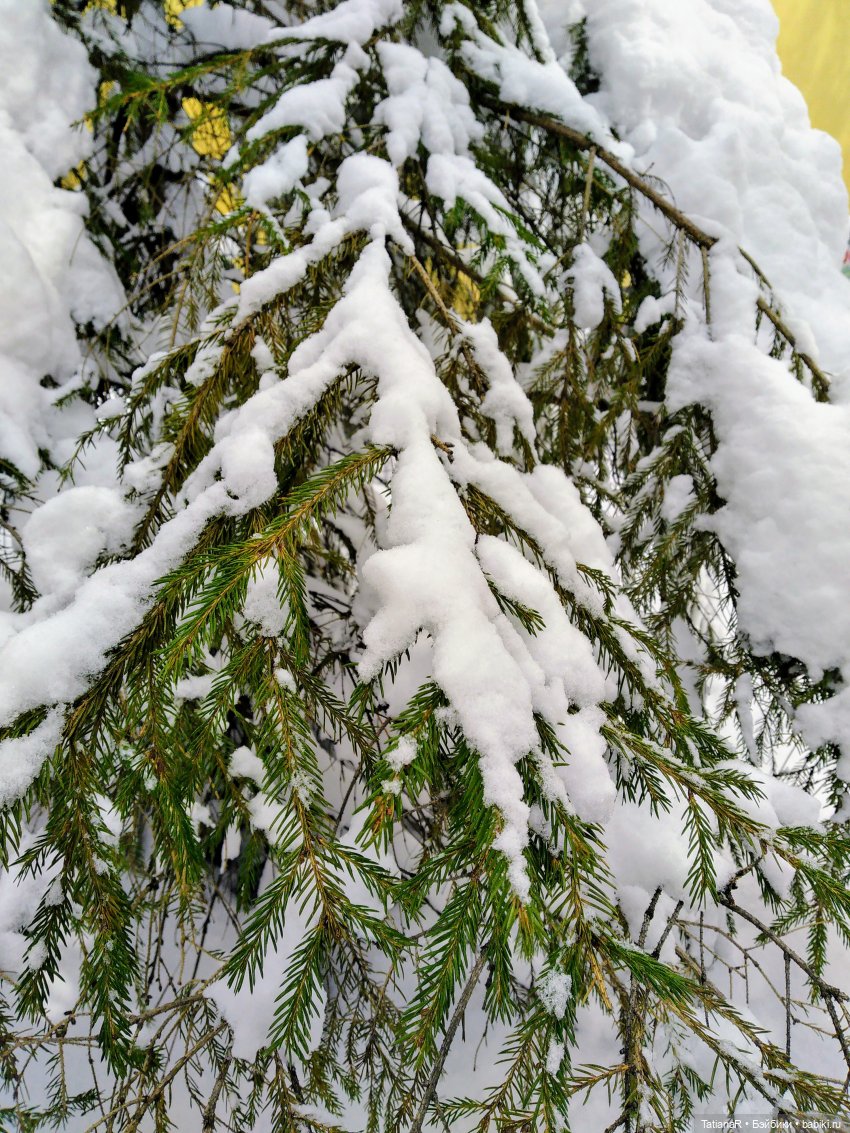 Венечка. Авторская собачка