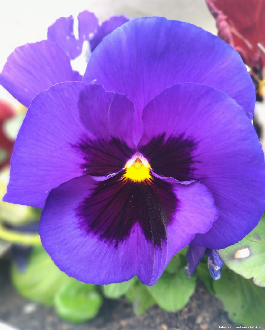 Венечка. Авторская собачка