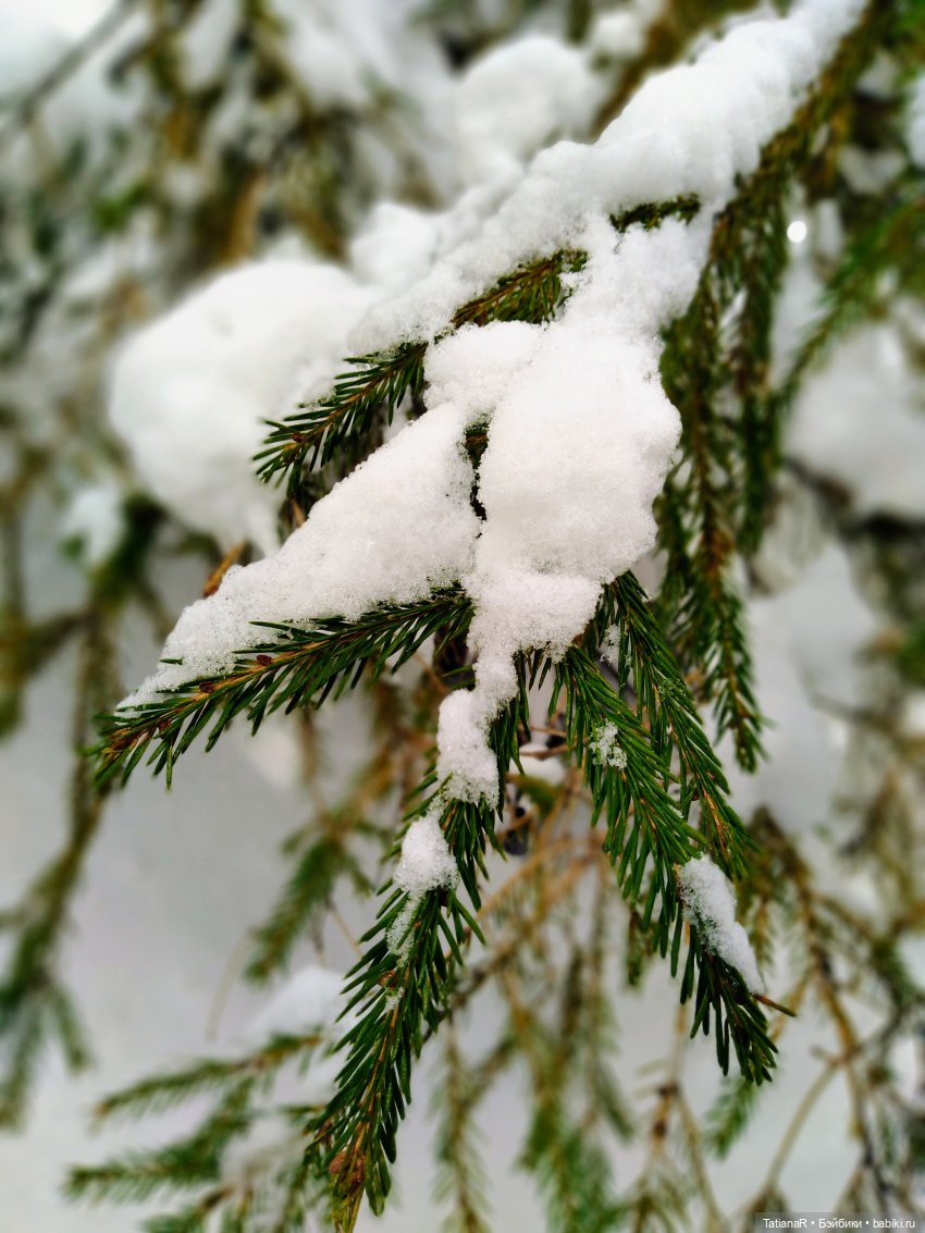 Венечка. Авторская собачка