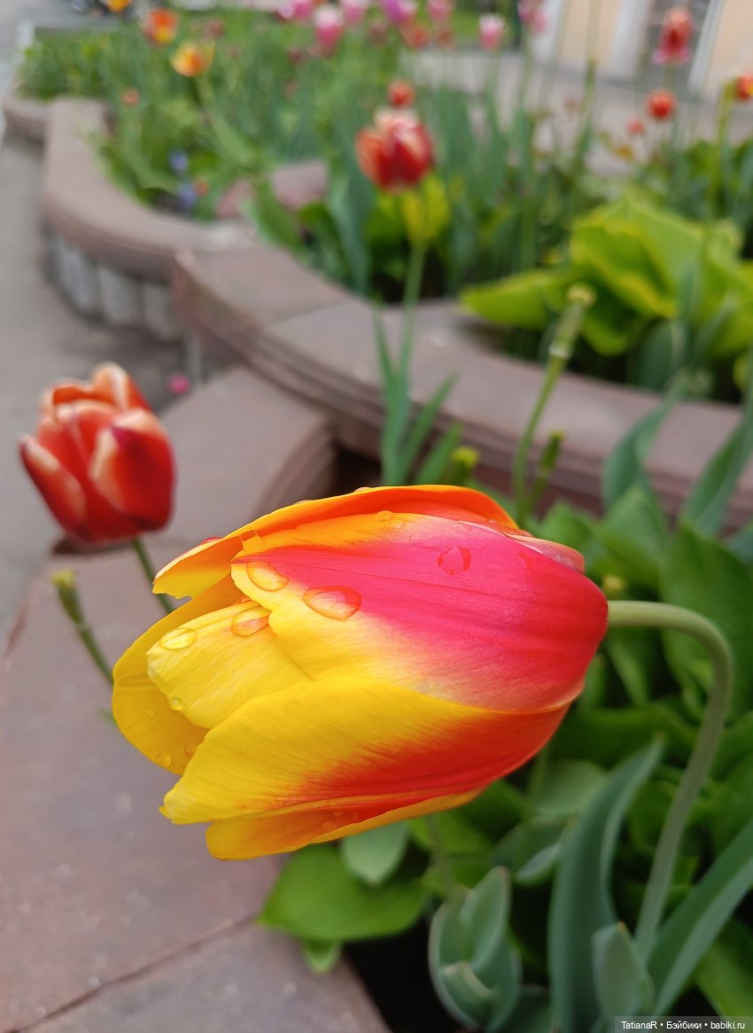 Пчёлы в Москве — Авторские украшения и аксессуары для кукол: фото (фото 2)