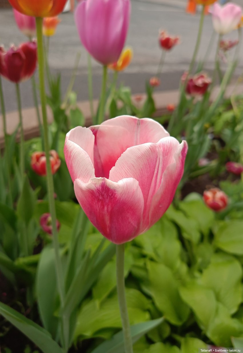 Пчёлы в Москве — Авторские украшения и аксессуары для кукол: фото (фото 5)