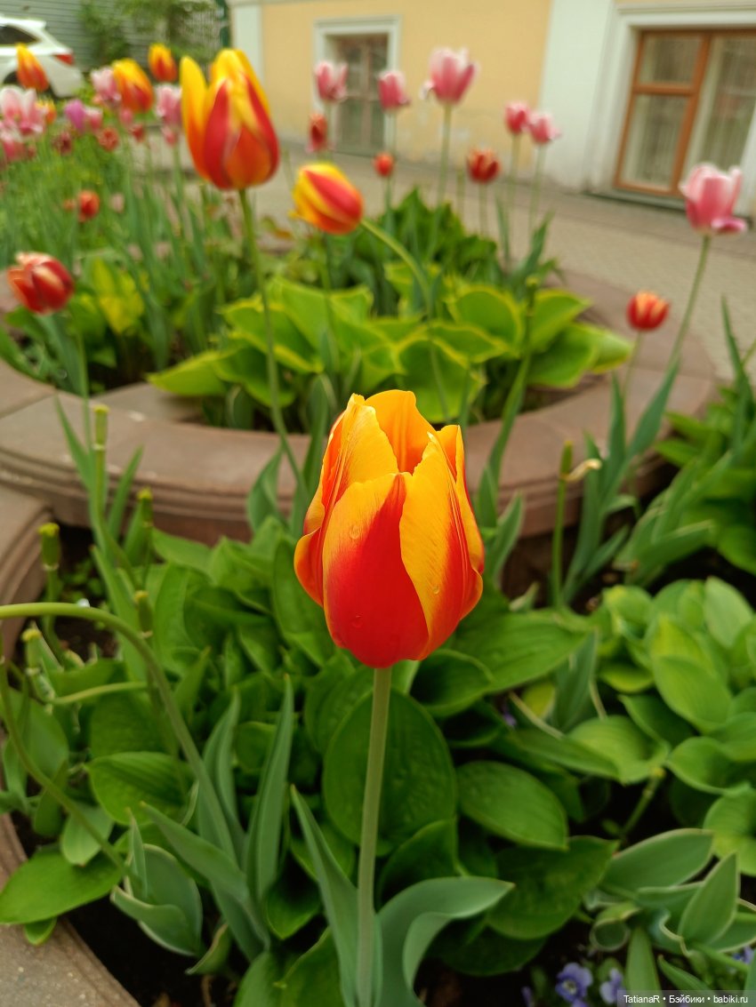 Пчёлы в Москве — Авторские украшения и аксессуары для кукол: фото (фото 4)