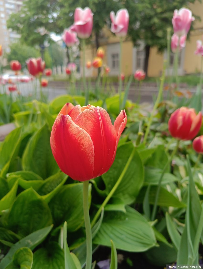 Пчёлы в Москве — Авторские украшения и аксессуары для кукол: фото