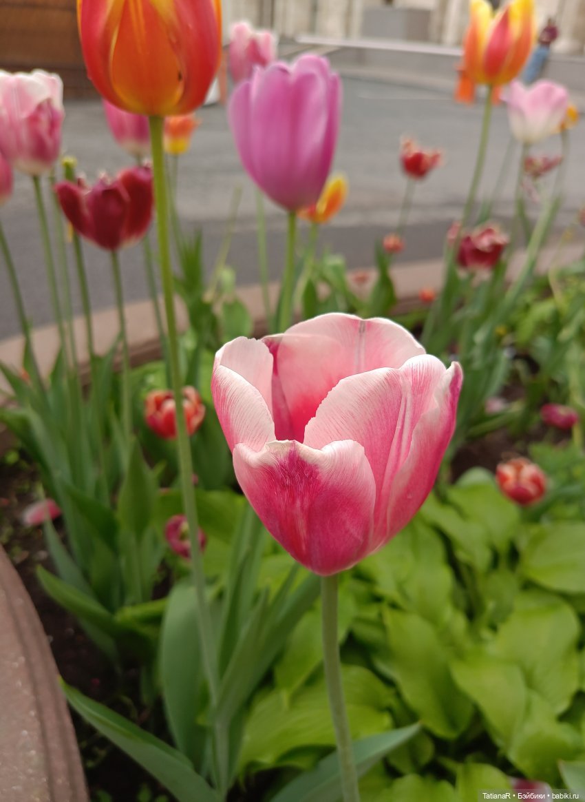 Пчёлы в Москве — Авторские украшения и аксессуары для кукол: фото