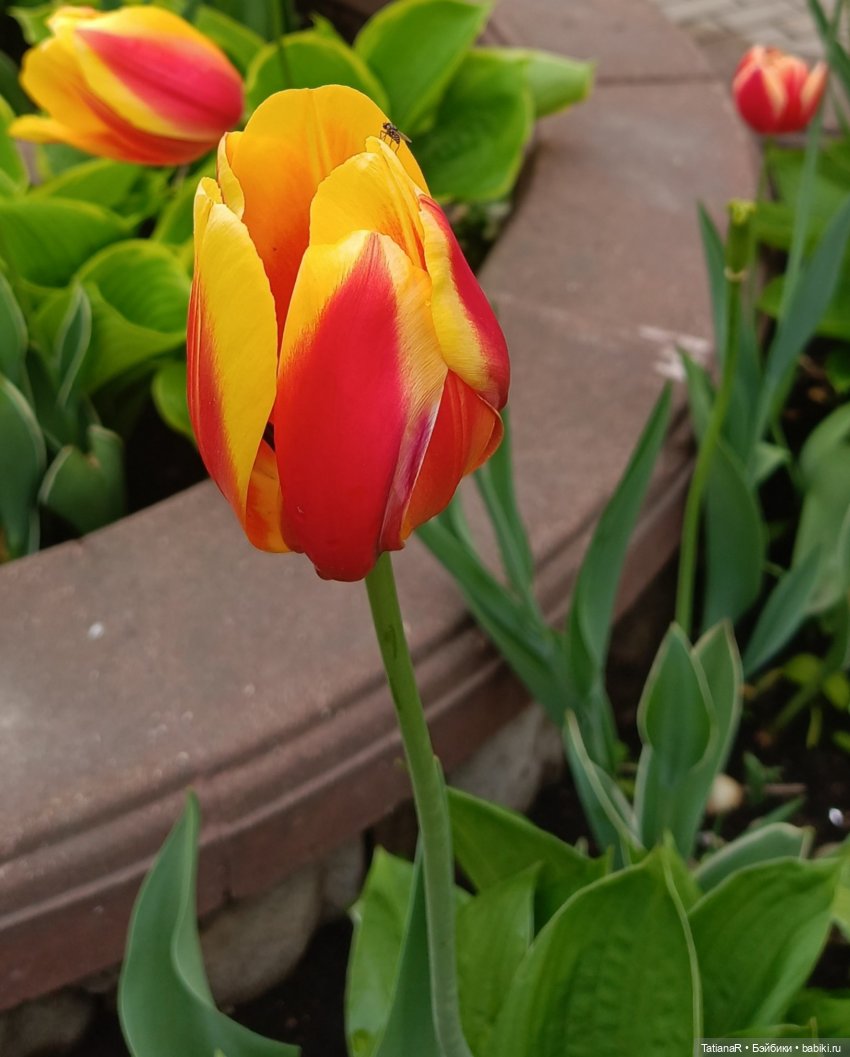 Пчёлы в Москве — Авторские украшения и аксессуары для кукол: фото