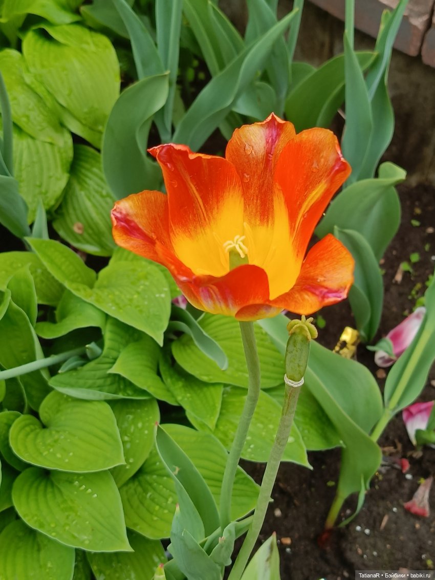 Пчёлы в Москве — Авторские украшения и аксессуары для кукол: фото