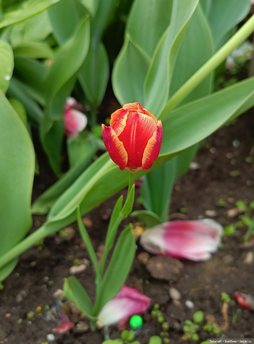 Пчёлы в Москве — Авторские украшения и аксессуары для кукол: фото